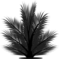 Pine tree silhouette png