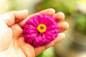 el amable agarrar de un asiático del hombre mano cunas un púrpura flor, sus amarillo centrar evocando un consolador calor dentro de. foto