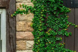 Ivy elegantly clings to rugged concrete surfaces, adorning walls and entrances with nature's artistic touch. photo