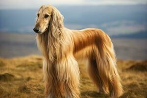 Portrait of an Afghan hound dog on the street. AI generated photo