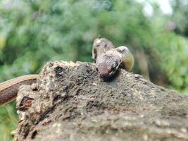 Snake crawling on old trunks photo