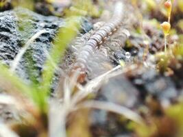 Macro photo of a crawling millipede