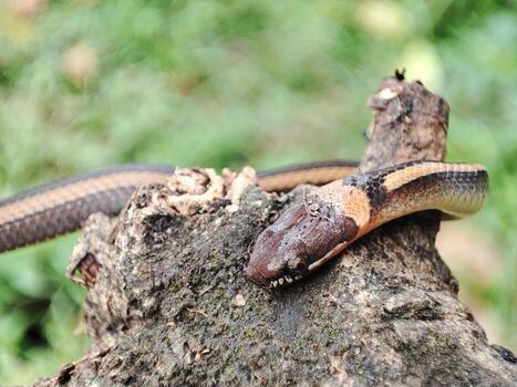 serpiente gateando en antiguo bañador foto