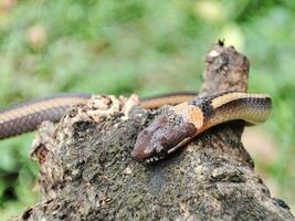 serpiente gateando en antiguo bañador foto