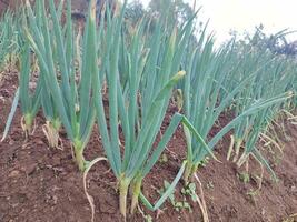 onions in the garden photo