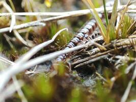 Macro photo of a crawling millipede