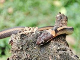 serpiente gateando en antiguo bañador foto