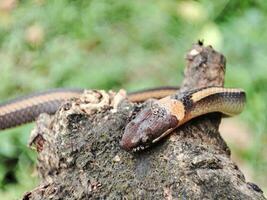 Snake crawling on old trunks photo