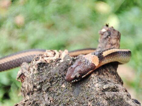 serpiente gateando en antiguo bañador foto