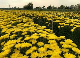 The fresh chrysanthemum row are ready to harvest. photo