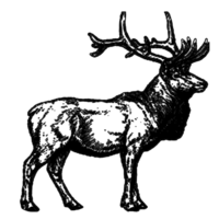 icon clipart deer antlers herbivore animal wildlife png