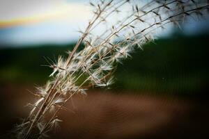 macro photography, closeup, flowers, plants photo