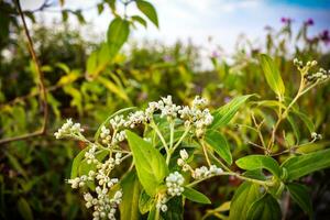 macro photography, closeup, flowers, plants photo