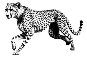 icon clipart cheetah animal wildlife png