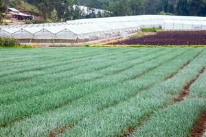 cebolla plantación y invernadero en el boyaca Departamento en Colombia. cosecha plantado a orgánico agricultura campo en Colombia. foto