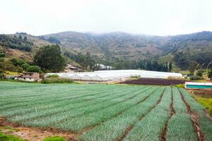 Onion plantation and greenhouse in the Boyaca department in Colombia. Crop planted at organic agriculture field in Colombia. photo