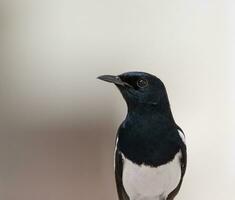 cerca arriba de un pequeño pájaro foto