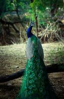 a peacock standing on a branch in the woods photo