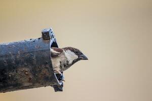 a bird is sitting on a pipe photo