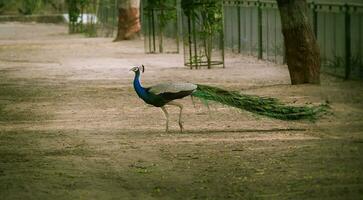 pavo real bailando en suciedad foto