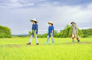 group of female asian farmers holding young rice sprouts,walking on the rice field dike, working in paddy field on a sunny day, concept of seasonal rice planting on rainy season in Thailand photo