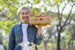 portrait a farmer carry harvested apples in wooden box on shoulder, concept of fruits garden,harvesting season photo
