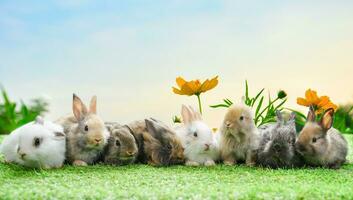 group of young adorable rabbits background nature, bunny easter concept photo