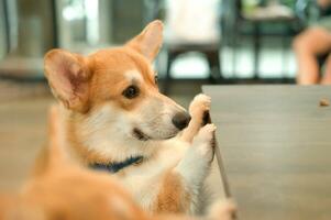 Adorable Welsh corgi dogs put their feet on the table looking at something photo