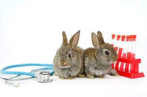 joven adorable marrón conejitos con estante de sangre tubo muestreo y estetoscopio aislado en blanco fondo,selectivo atención a concepto de conejos para Conejo salud cuidado conejo enfermo y Conejo experimental foto