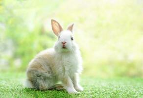 young adorable bunny sitting on green grasses background nature, fluffy rabbit, easter symbol photo