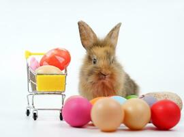 cute rabbit with colorful easter eggs isolated on white background,concept easter symbol in april photo