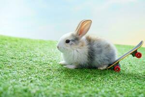 a little rabbit down from skateboard on small grassy hill background blue sky, bunny with surf skateboard in nature atmosphere photo