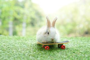 un pequeño Conejo con patineta en césped campo antecedentes borroso naturaleza, conejito y navegar patineta deporte foto