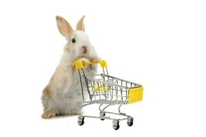 young adorable bunny pushing a shopping cart isolated on grey, fluffy rabbit playing with shopping cart photo