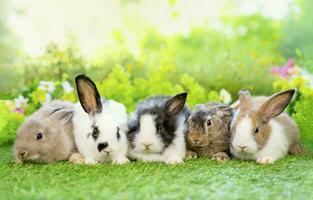 Five young adorable rabbits, baby fluffy rabbits sitting on green grasses, background green nature photo