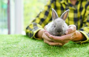 rabbit shepherd holding a grey adorable baby rabbit in hands photo