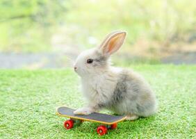 a little rabbit with skateboard in grass field background blurred nature, bunny and surf skateboard sport photo