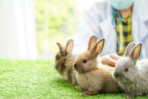 three rabbits, background blurred veterinary with copy space. concept to rabbit pets,rabbit farm,rabbit sick,rabbit health care photo