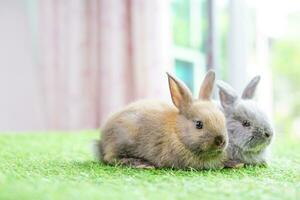 two young adorable rabbits,pastel image for beautiful background of happy easter in April photo