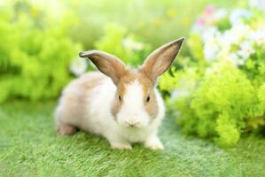 young white brown rabbit sitting in nature, adorable fluffy bunny, concept of rabbit easter photo