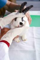 veterinario físico examinado un joven linda conejito, concepto de Conejo salud cuidado conejo enfermo foto