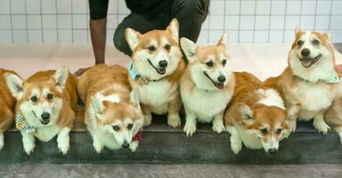 portrait group of welsh corgi dogs lying on the floor with dog sitter behind them photo