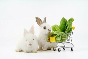 adorable white rabbits with green lettuce in a shopping cart isolated on white background with copy space, bunny food concept photo