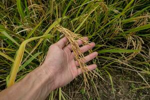 un agricultores mano sostiene arroz granos en el campo a admirar el Produce crecido en el arroz campo ese tailandés personas me gusta a crecer como el principal cosecha de agricultores. foto