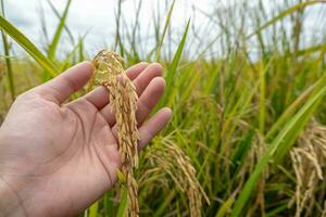 un agricultores mano sostiene arroz granos en el campo a admirar el Produce crecido en el arroz campo ese tailandés personas me gusta a crecer como el principal cosecha de agricultores. foto