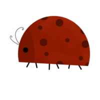 carino coccinella illustrazione png