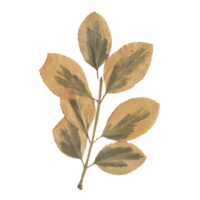 Isolated Pressed and dried Yellow Leaf. Aesthetic decorative gardening, wedding, herbarium or scrapbooking design elements png