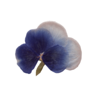 Isolated Pressed and dried Blue Pansy flower. Viola tricolor, viola arvensis, heartsease, violet. Aesthetic scrapbooking Dry plants png