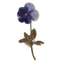 Isolated Pressed and dried Blue Pansy flower with leaves. Viola tricolor, viola arvensis, heartsease, violet. Aesthetic scrapbooking Dry plants png