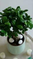 Close up of young woman taking care of home plant. Watering exotic Japanese tree. Woman spraying ficus ginseng bonsai tree with pure water from spray bottle. Splashing water on leaves. video